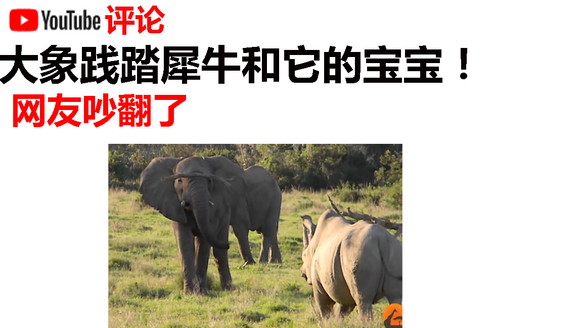 大象践踏犀牛和它的宝宝!网友吵翻了